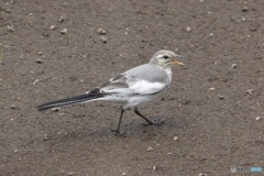 近所でハクセキレイ（幼鳥？）