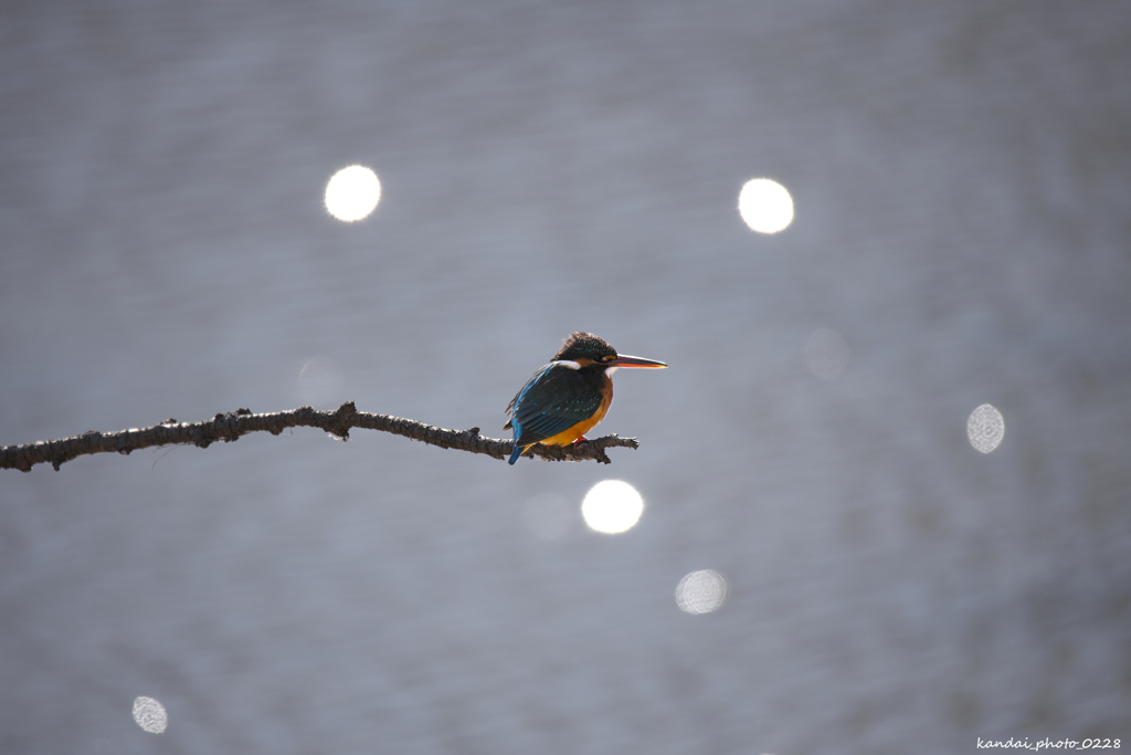 カワセミブルー