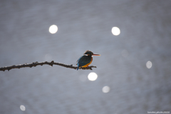 カワセミブルー