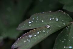 梅雨の便り