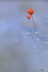 蒼い慰め