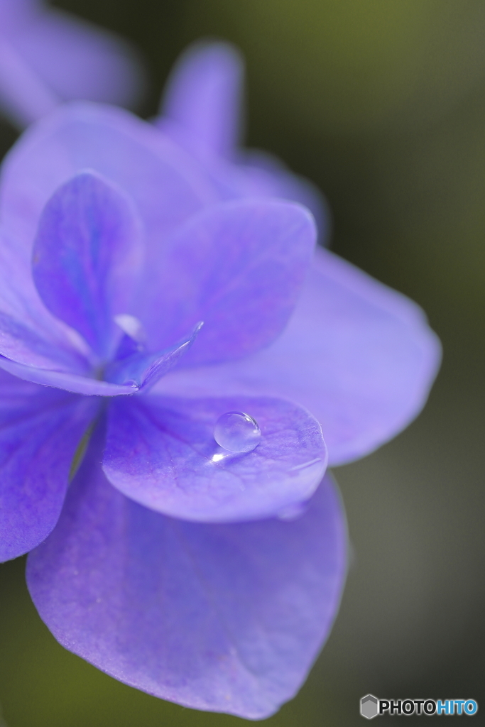 梅雨の雫