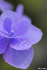 梅雨の雫