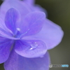 梅雨の雫