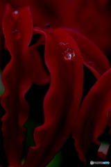 曼殊沙華の涙