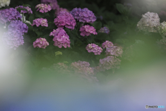 雨上がりの紫陽花