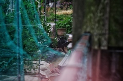 Chat noir.
