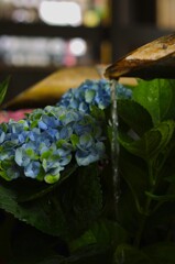 紫陽花