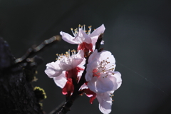 250325-083910-P