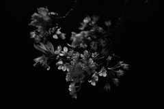 250330-084345-P