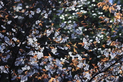 250404-085350-P