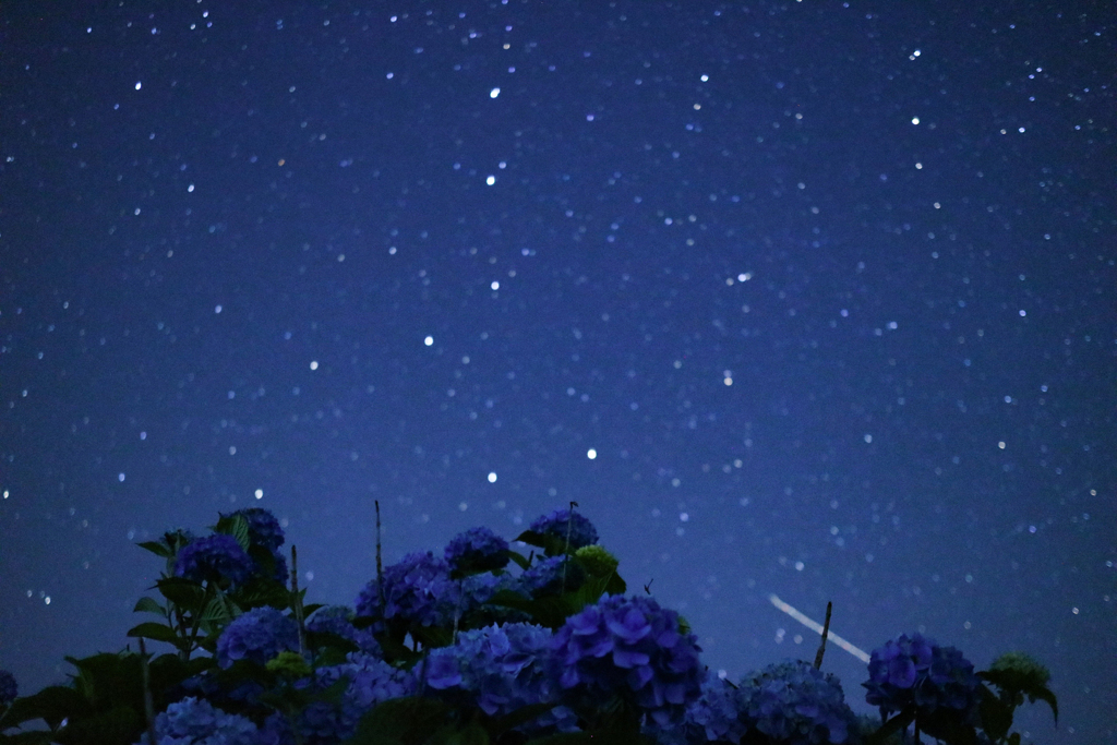 紫陽花×星空指数90☆⋆*.。