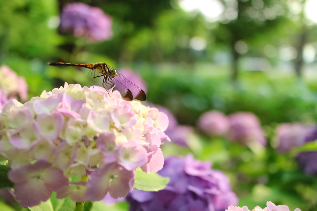 キラキラ紫陽花とトンボくん
