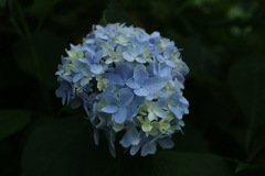 お気に入りな紫陽花..