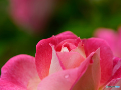 美しい薔薇