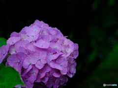 綺麗な紫陽花