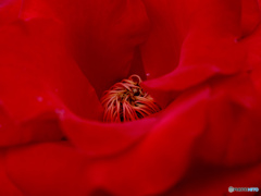 花の中の話