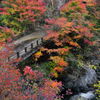 山道の紅葉 - ②