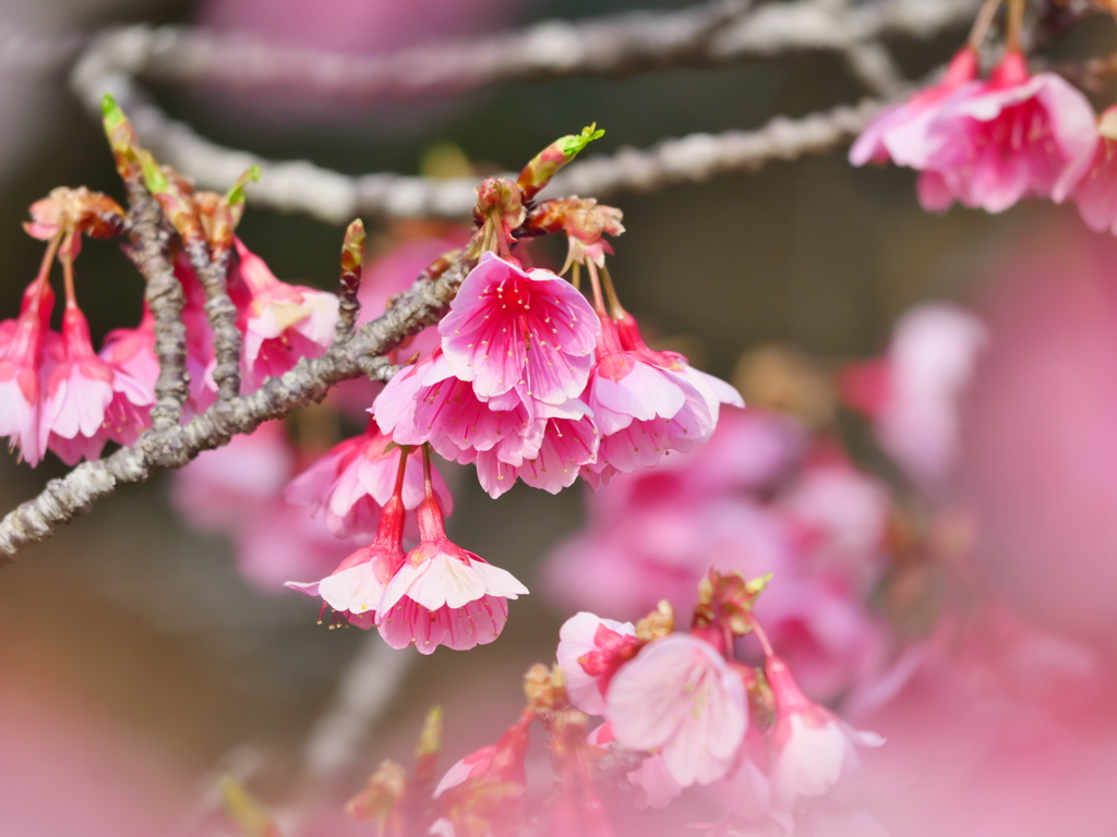  寒緋桜 
