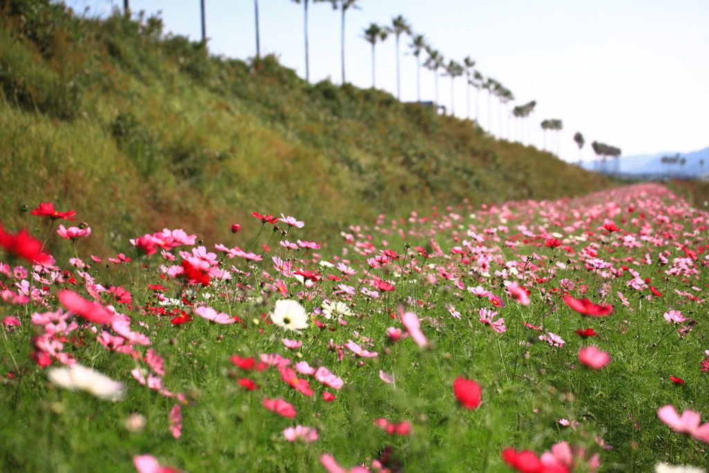 220号線沿いの秋桜 