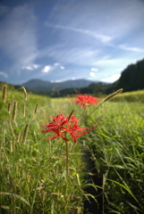 彼岸花 - ③