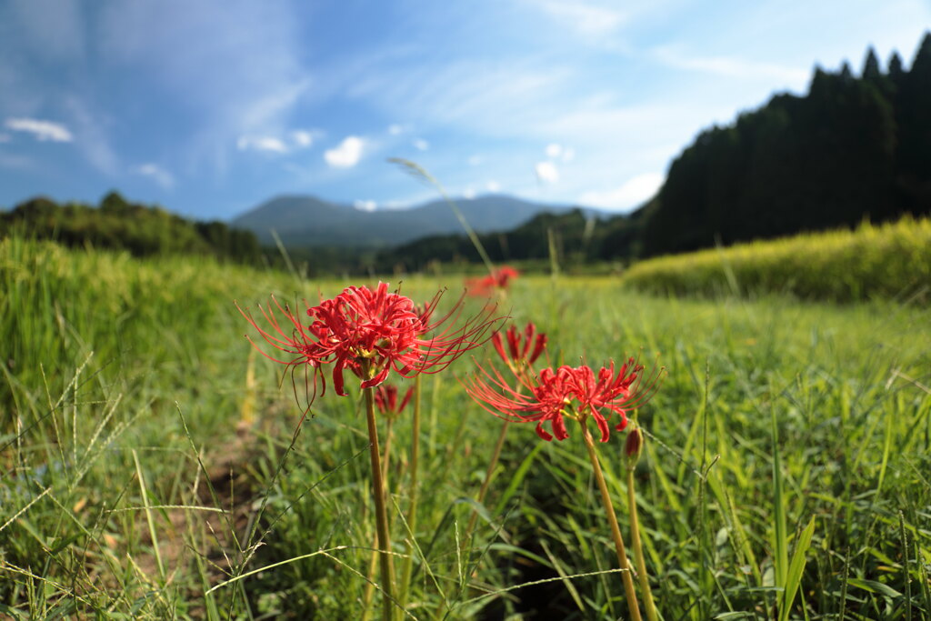 彼岸花と雲