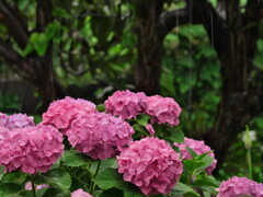 梅雨 - ①
