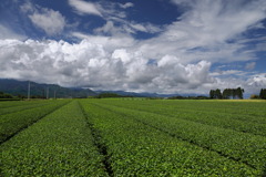 夏雲 (茶畑)