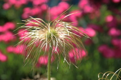 翁草