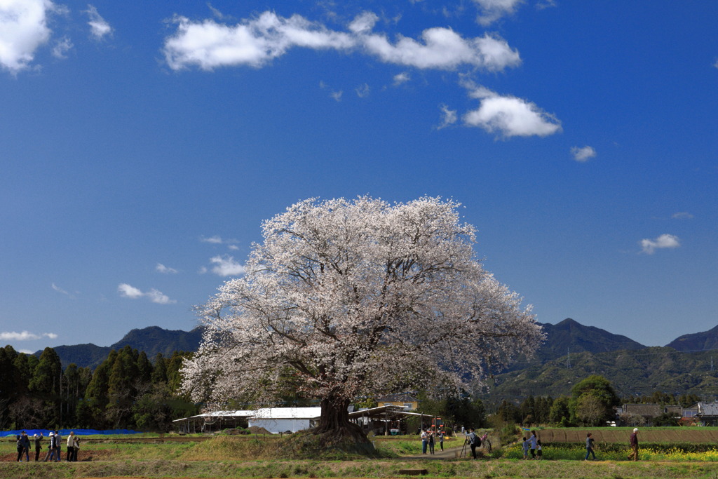 山里の一本桜 - ③