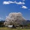 山里の一本桜 - ③