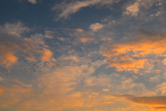 西に向かう鳥たち