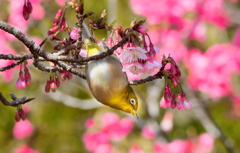 寒緋桜 (子供の国) - ④