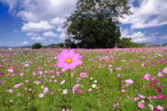 地蔵堂  - ① 地蔵堂  - ①