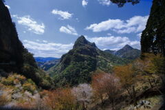 山間の桜 (鹿川) - ①