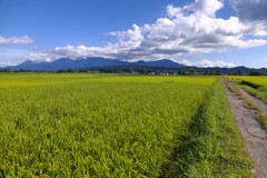 霧島春夏秋冬 (秋の農道)