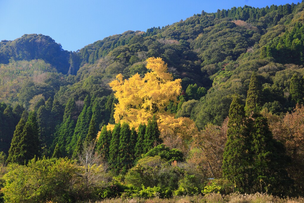 大銀杏 (去川地区) - ①