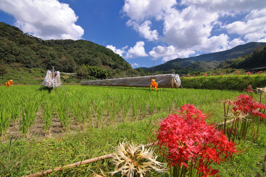 掛け干し (山之口町) - ③