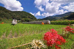 掛け干し (山之口町) - ③