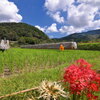 掛け干し (山之口町) - ③