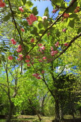 八重桜 (椎八重公園) - ③