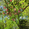 八重桜 (椎八重公園) - ③