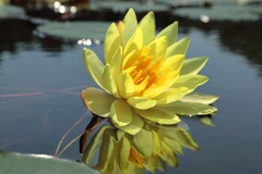 御池の睡蓮 (別名・みそぎの池) - ③