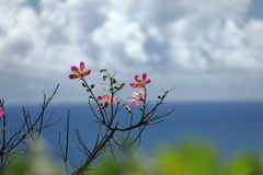 海沿いの花- ②
