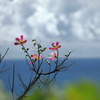海沿いの花- ②