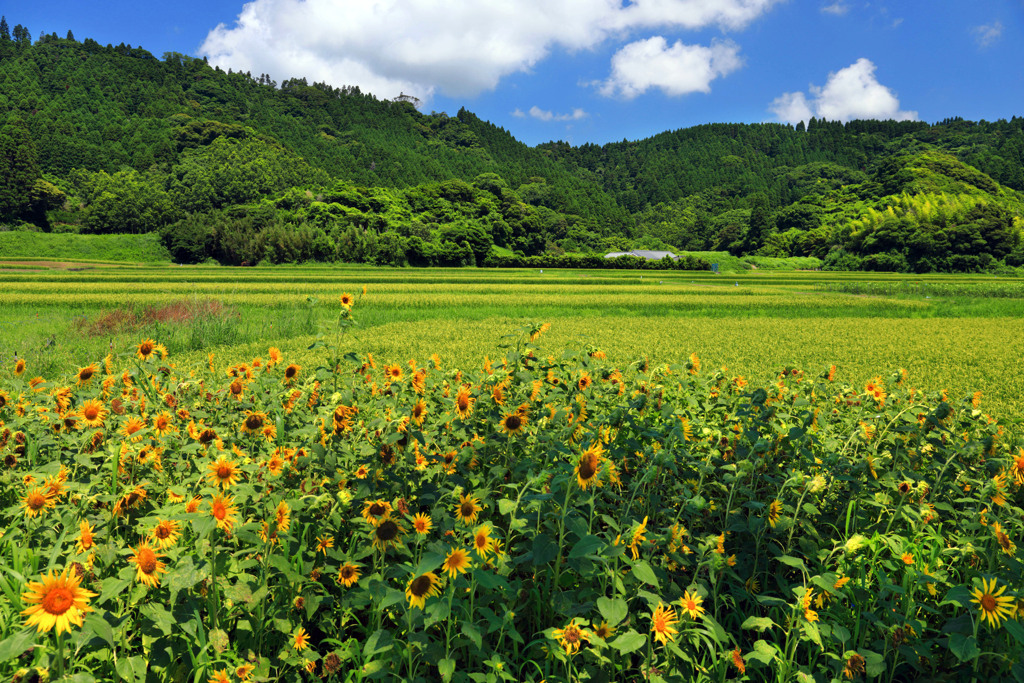 長閑な農村 (石破地区)