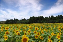 キャベツ畑の向日葵 - ③