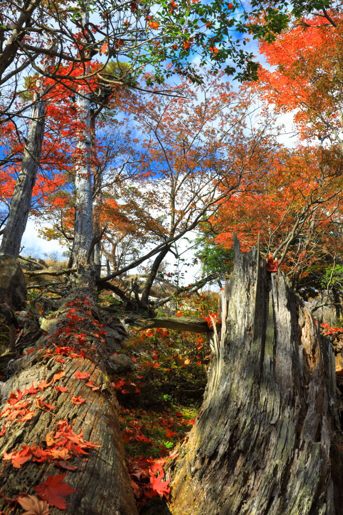 霧島春夏秋冬 (楓の煌き) - ⑦