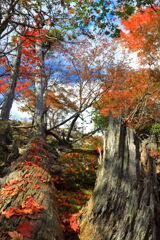 霧島春夏秋冬 (楓の煌き) - ⑦