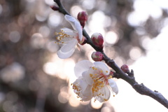 白梅 - ②